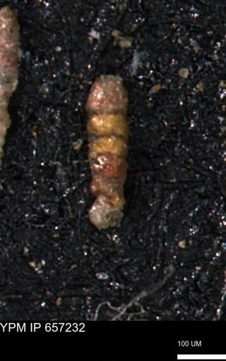 Ammobaculites petilus