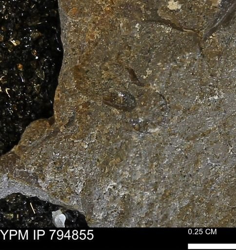 undet. Scaphitidae