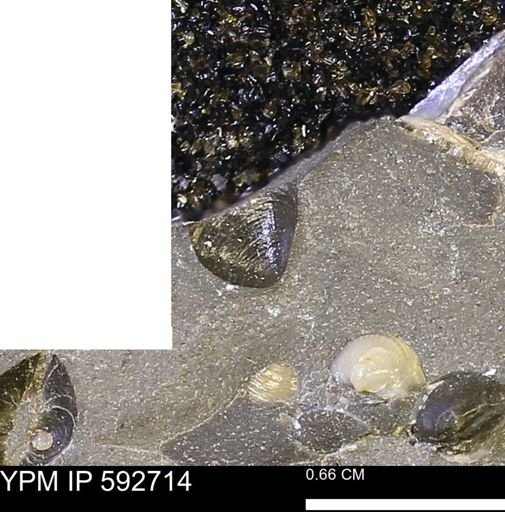 undet. Bivalvia