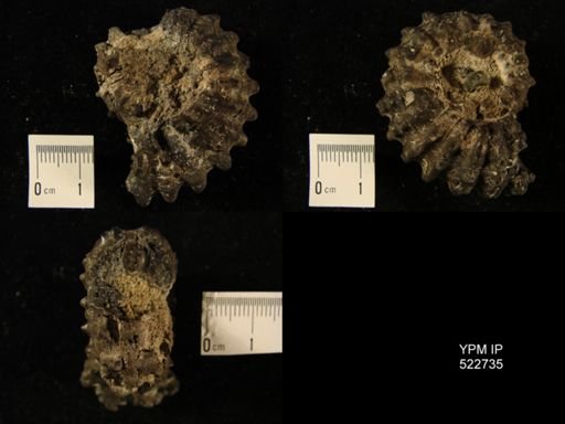 Douvilleiceras mammillatum
