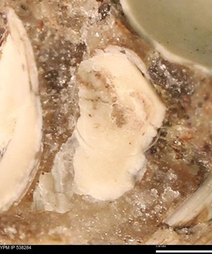 Corbulamella gregaria