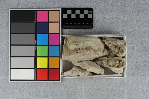 Merycoidodon sp.