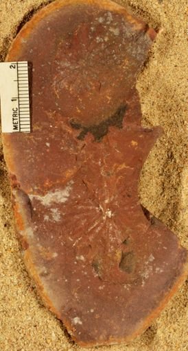 Annularia