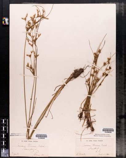 Juncus tenuis