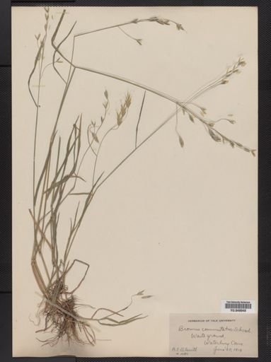 Bromus commutatus