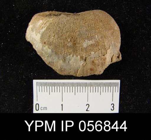 Strophonella lineolata