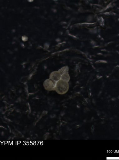 undet. Foraminiferida