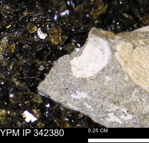 undet. Mollusca