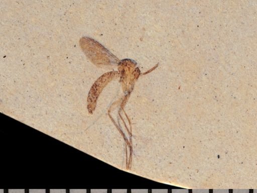 undet. Mycetophilidae