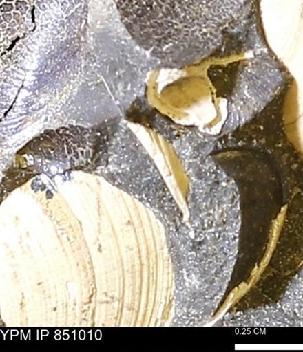 Limopsis striatopunctatus
