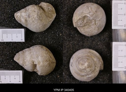 Tylostoma tumidum
