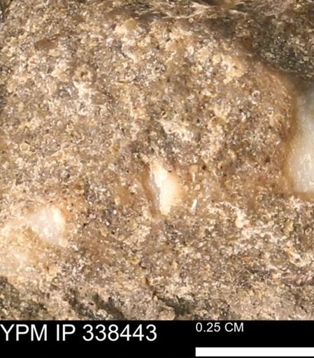 undet. Mollusca