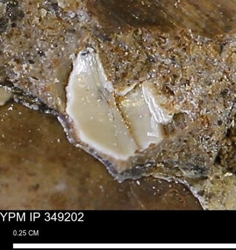 undet. Mollusca