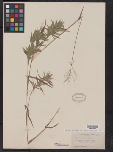 Panicum lanuginosum