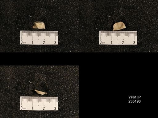 Lissochonetes geinitzianus var. plattsmouthensis