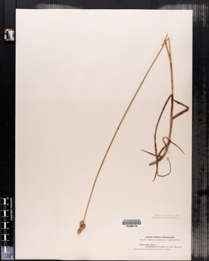 Carex alata