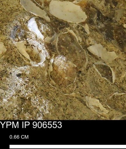 undet. Mollusca