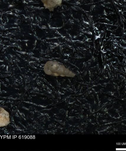undet. Heterohelicidae