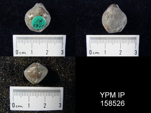 Hindella umbonata