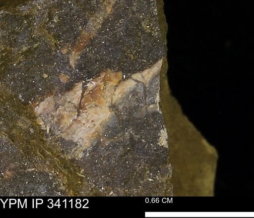 undet. Mollusca