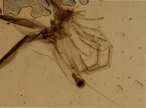 Leptodora
