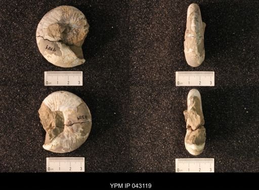 Hoploscaphites nicolletii