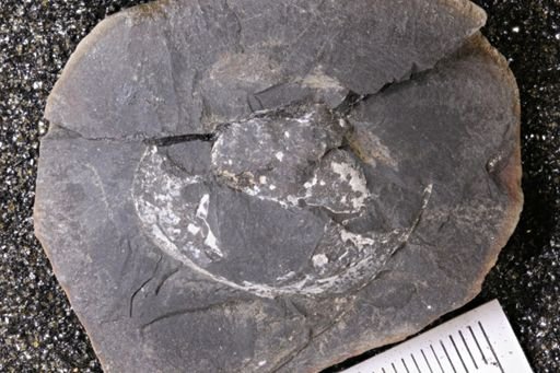Euproops danae