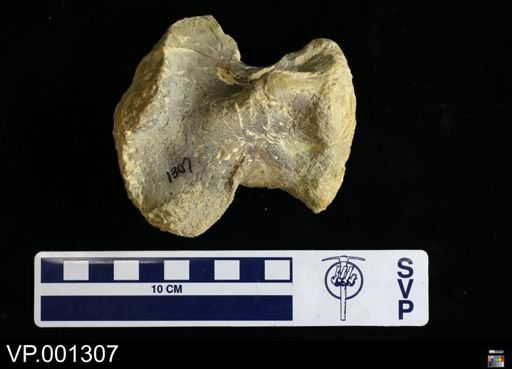 Platecarpus