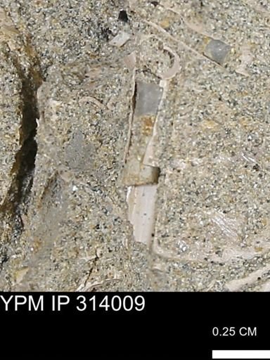 undet. Scaphopoda