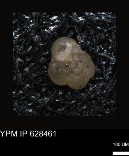 undet. Foraminiferida