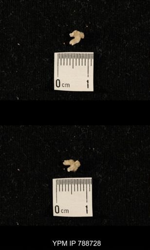 taxon undetermined