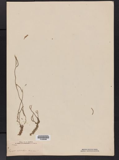 Lycopodium