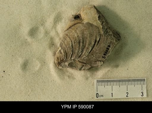 Inoceramus barabini