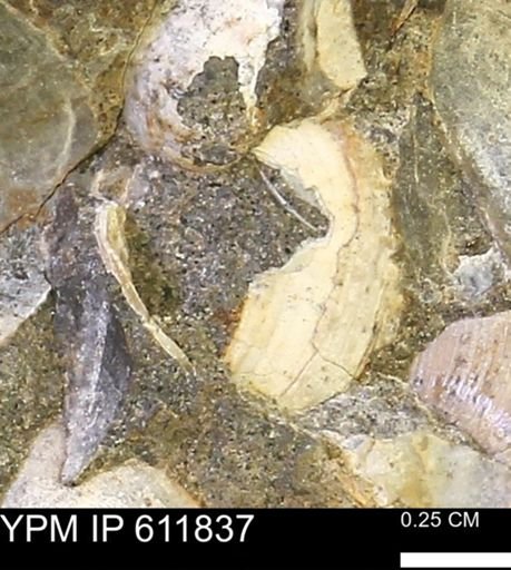 Protocardia sp.