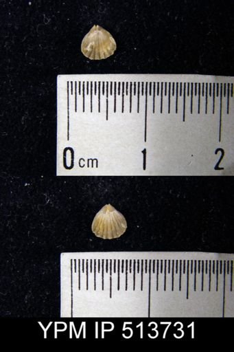 undet. Brachiopoda