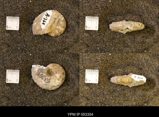 Discoscaphites conradi