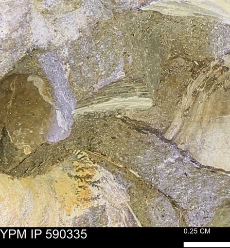 Protocardia?