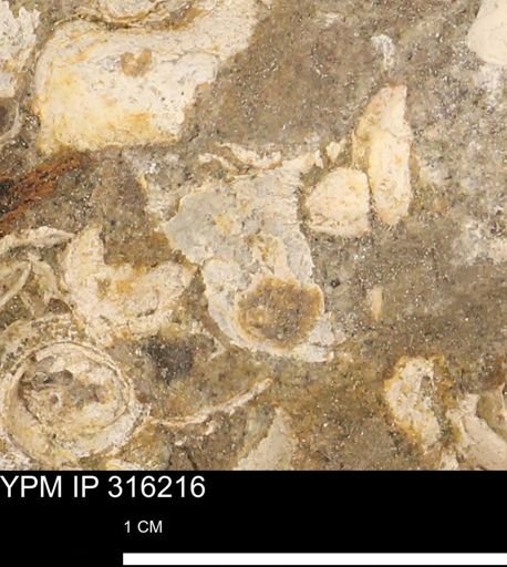 undet. Mollusca