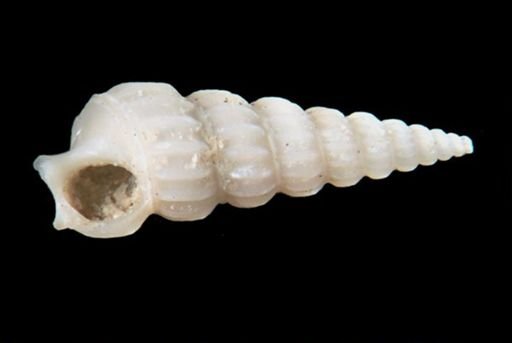 Turritellidae