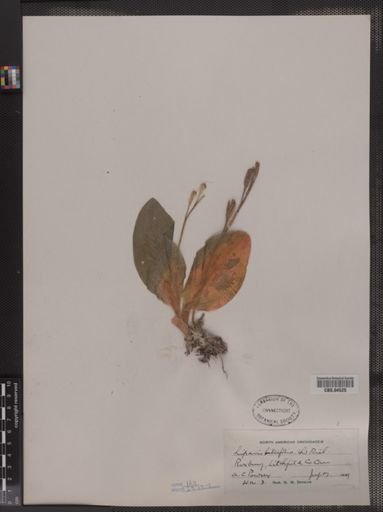 Liparis liliifolia
