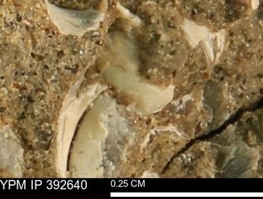 Protocardia subquadrata
