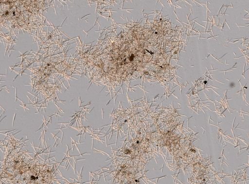 Axinellidae