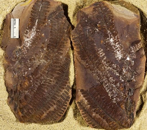 Pecopteris miltoni