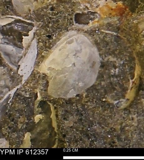 undet. Bivalvia