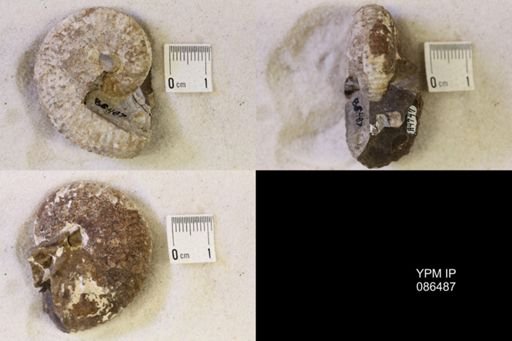 undet. Scaphitidae