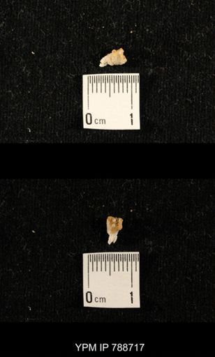 taxon undetermined