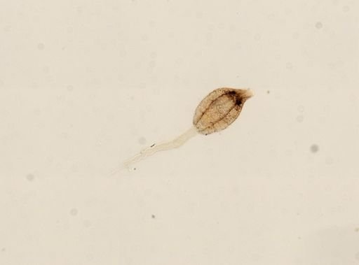 Digenea
