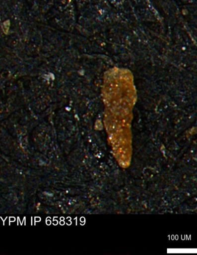 Verneuilinoides kansasensis