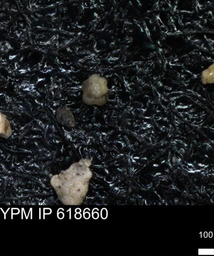 undet. Foraminiferida