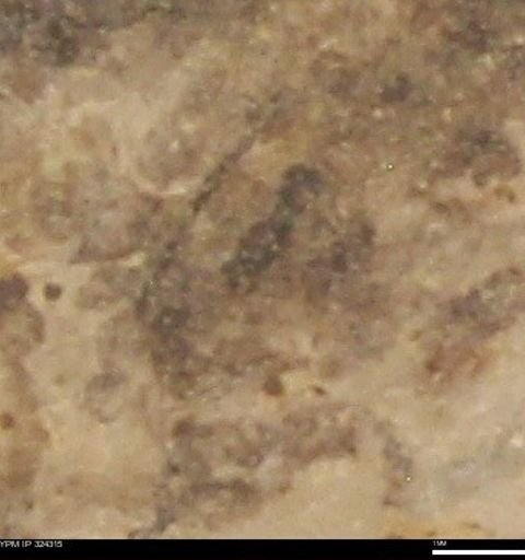undet. Hymenoptera